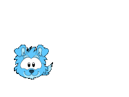 A Blue Border Collie Puffle digging