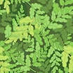 Fabric Ferns icon