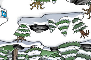 A Sneak Peek of the Forest