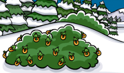 An O-Berry Bush from 