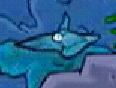 Squid