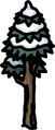 Tall Snowy Tree