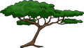 Acacia Tree