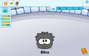 The Black Puffle caring card.