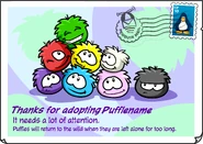 After white puffles were released, until orange puffles were released