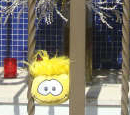 A yellow puffle hanging out in a fence.