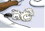 Three White Puffles