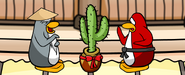 Sessei cactus