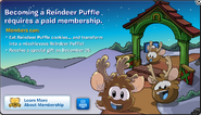 Member reindeer puffles