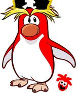 The real Rockhopper Penguin.