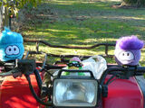 Aunt Arctic "driving" a buggy with two puffles along for the ride.