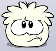 An annoyed white puffle.