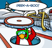Peek-a-boo penguined