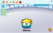 Miracle, the CUTEST PUFFLE EVER