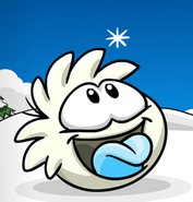 A White Puffle eating a snowflake.