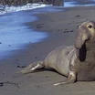 Elephant Seal