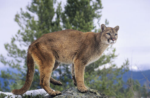 Cougar