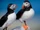 Puffin