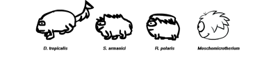Puffle evolution
