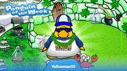 Penguin of the Week #1