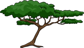 acacia tree drawing