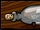 Ship In A Bottle