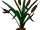 Bulrushes