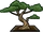 Bonsai Tree