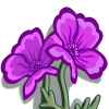 Purple Poppies (2 WB$)