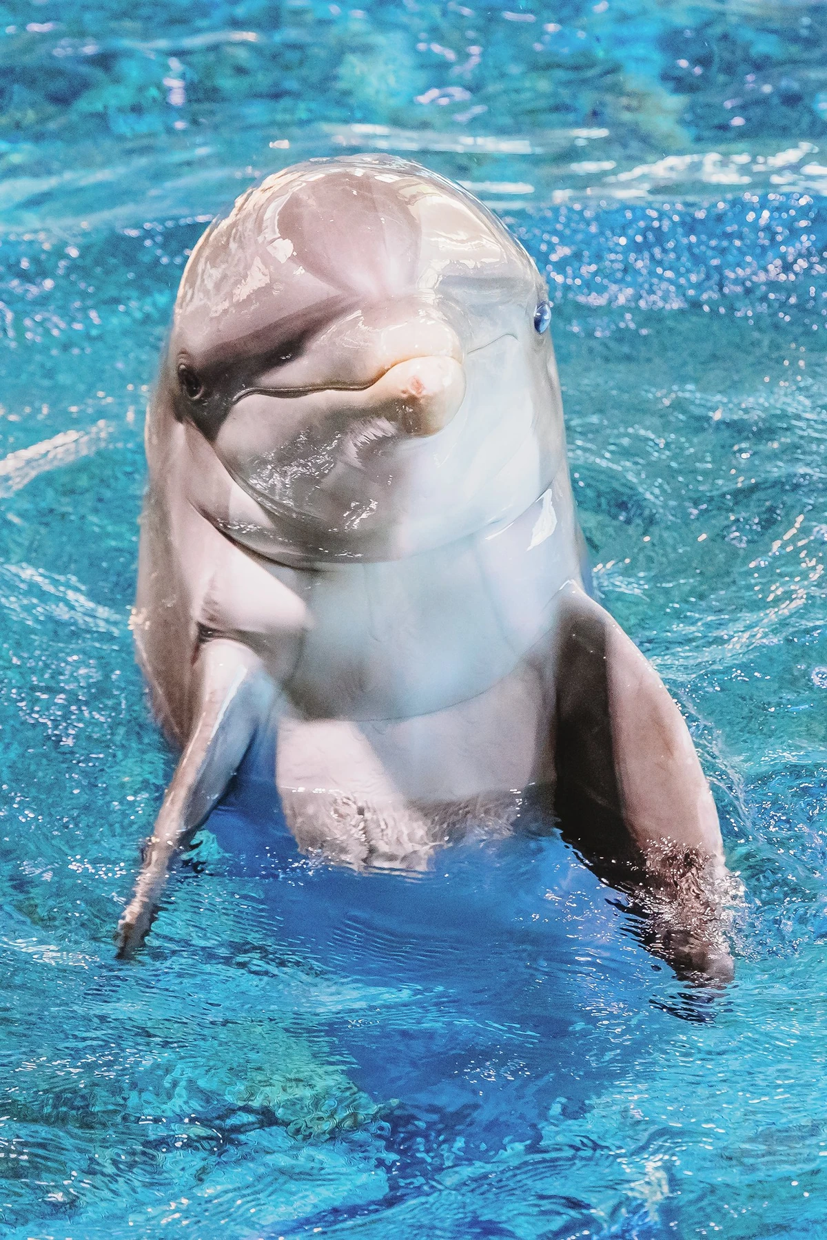 Izzy Clearwater Marine Aquarium Dolphins Wiki Fandom