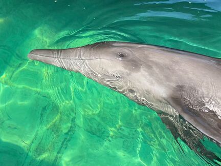 Izzy The Dolphin Finds A Forever Home At Clearwater Marine Aquarium