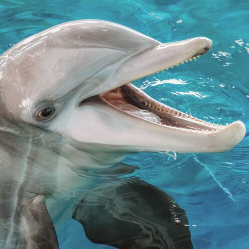 Apollo | Clearwater Marine Aquarium Dolphins Wiki | Fandom