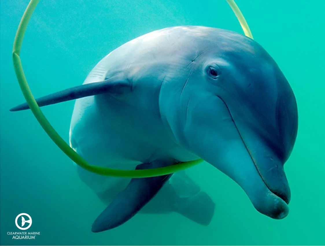 Indy Clearwater Marine Aquarium Dolphins Wiki Fandom