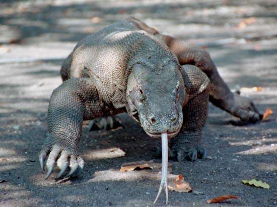 Komodo Dragon | Cartoon Network Animals Wiki | Fandom Komodo Dragon | Cartoon Network Animals Wiki | Fandom
