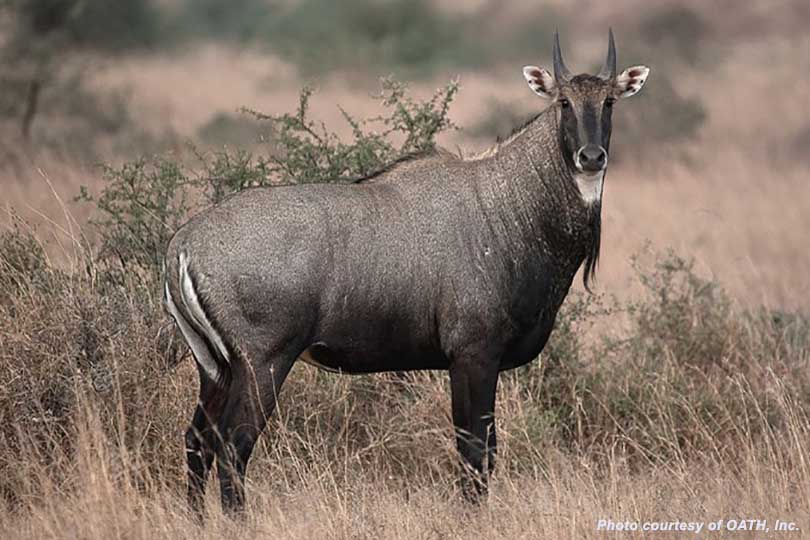 Nilgai | Cartoon Network Animals Wiki | Fandom Nilgai | Cartoon Network Animals Wiki | Fandom