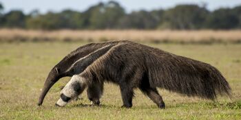 Subject-giant anteater