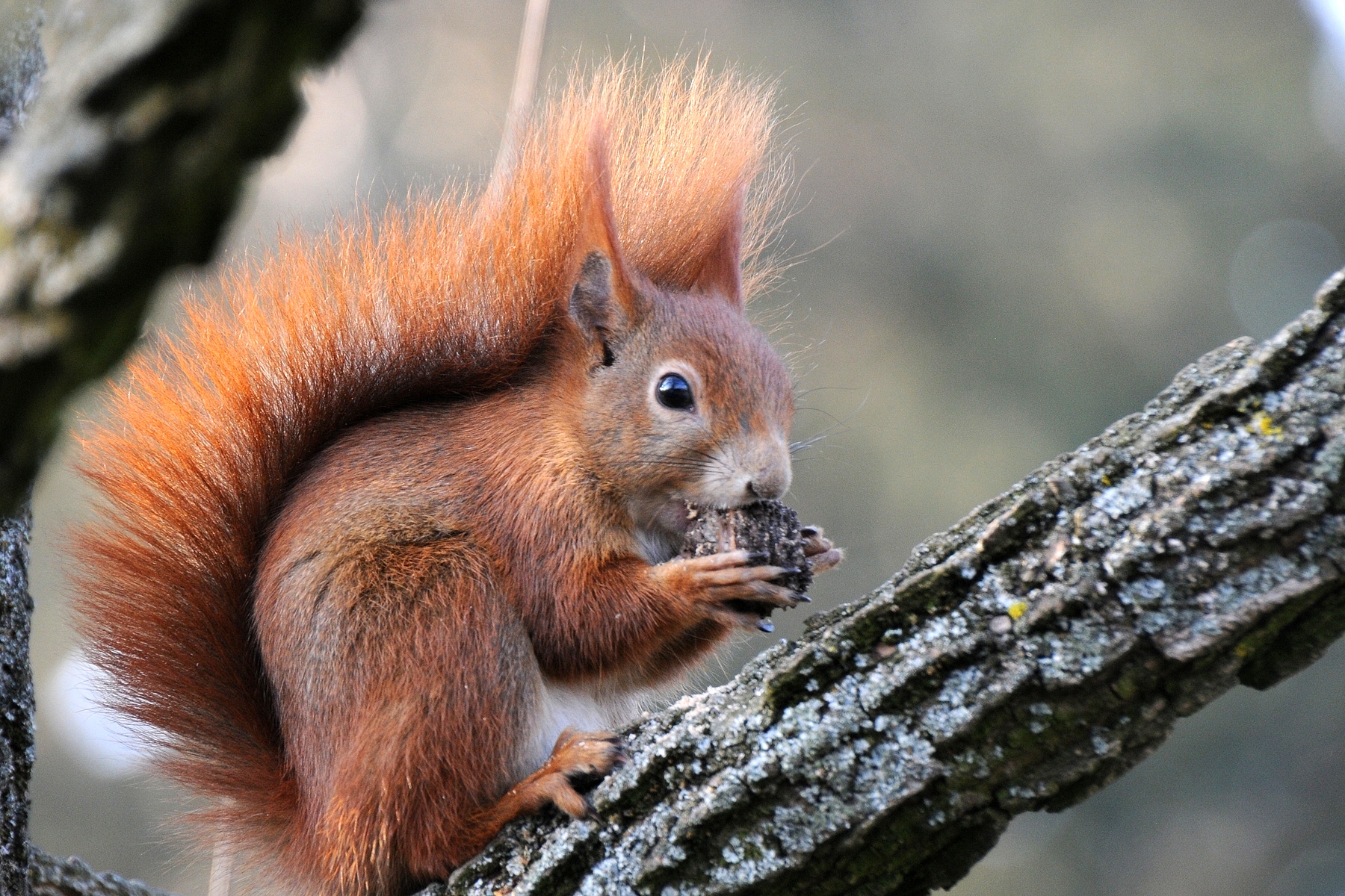 red squirrel cartoon