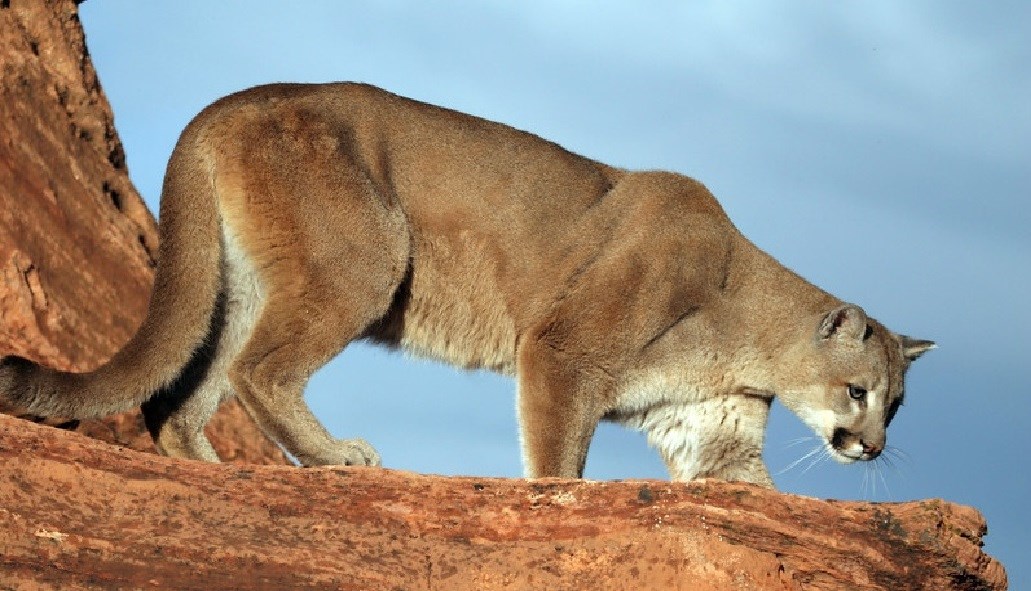Cougar | Cartoon Network Animals Wiki | Fandom