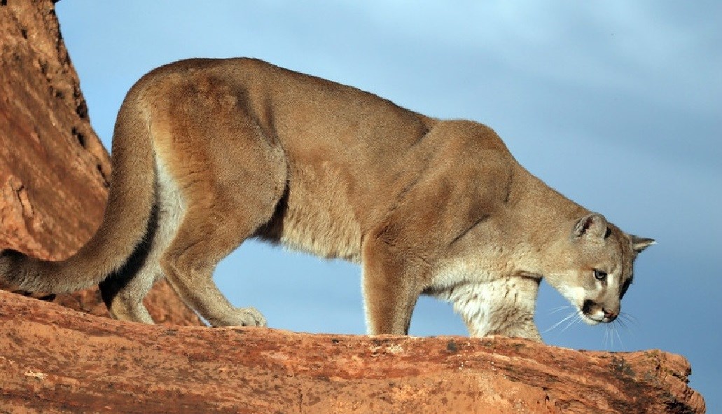 South American cougar - Wikipedia