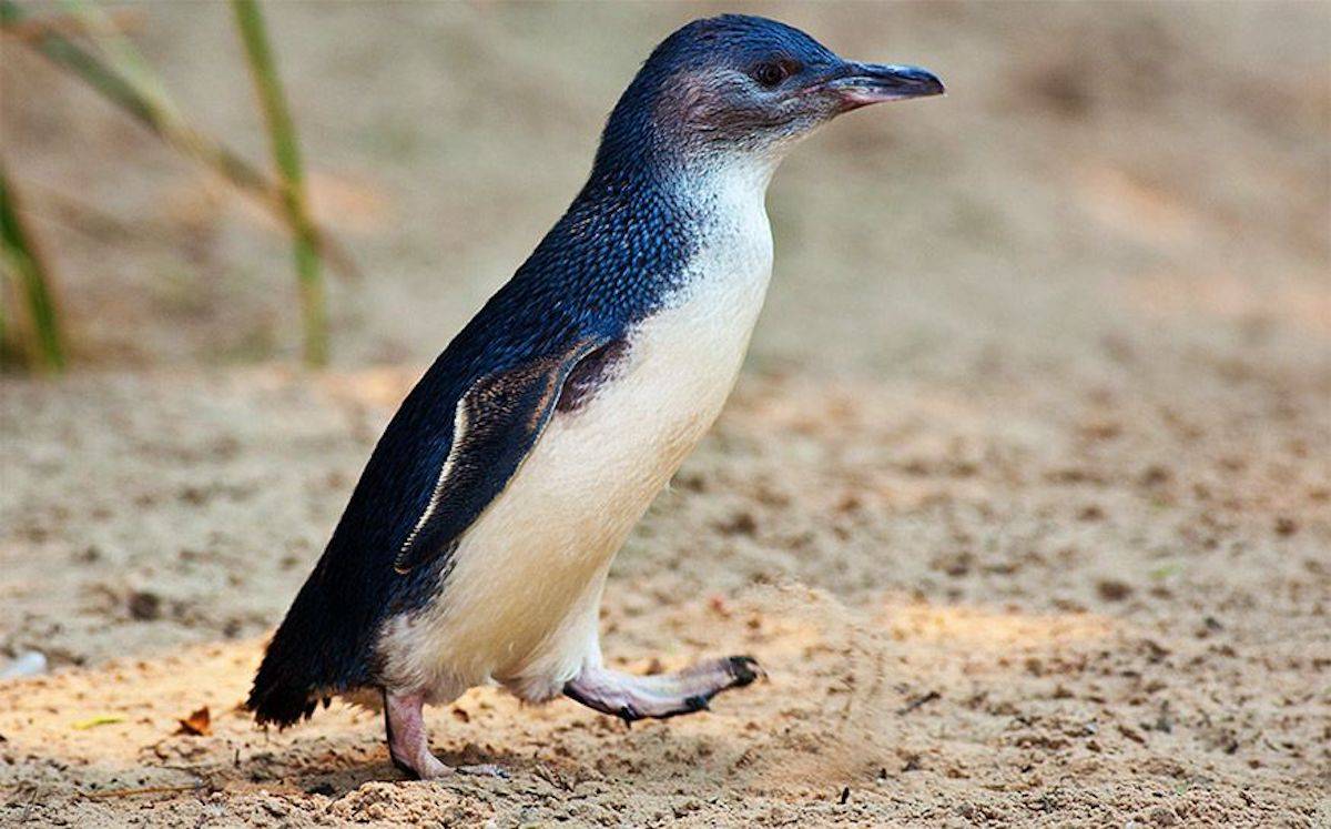 Little Blue Penguin | Cartoon Network Animals Wiki | Fandom