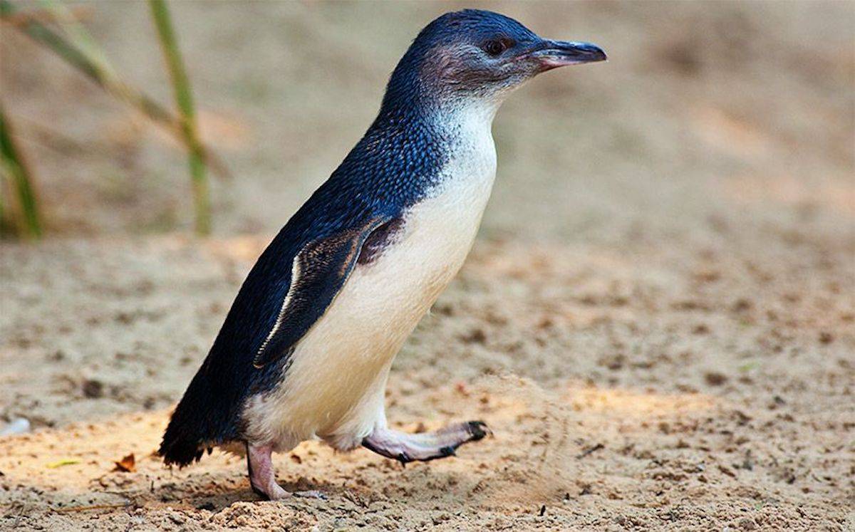 Little Blue Penguin Cartoon Network Animals Wiki Fandom
