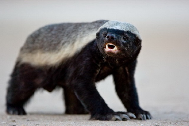 The Adventures of the Honey Badger