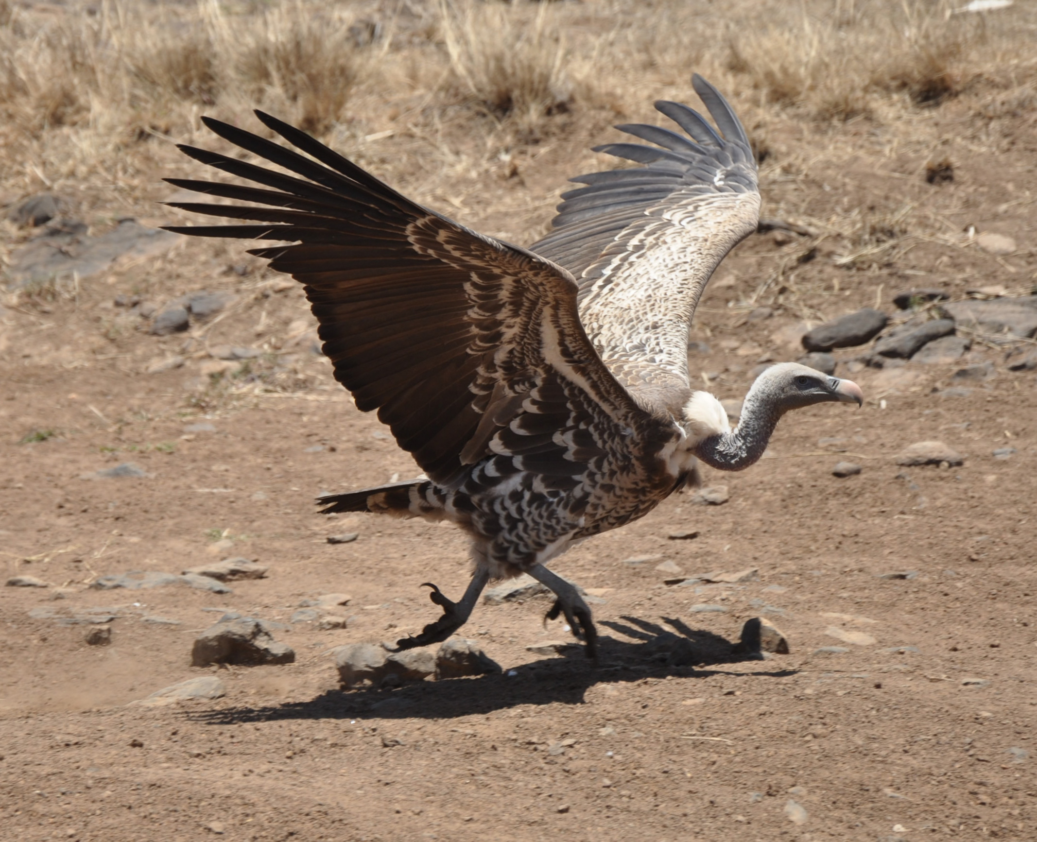 Ruppell's Griffon Vulture, Our Animals