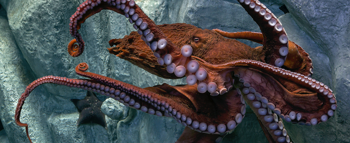 Giant Pacific Octopus | Cartoon Network Animals Wiki | Fandom