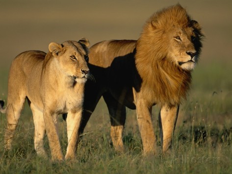 African Lion | Cartoon Network Animals Wiki | Fandom African Lion | Cartoon Network Animals Wiki | Fandom