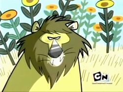 African Lion | Cartoon Network Animals Wiki | Fandom