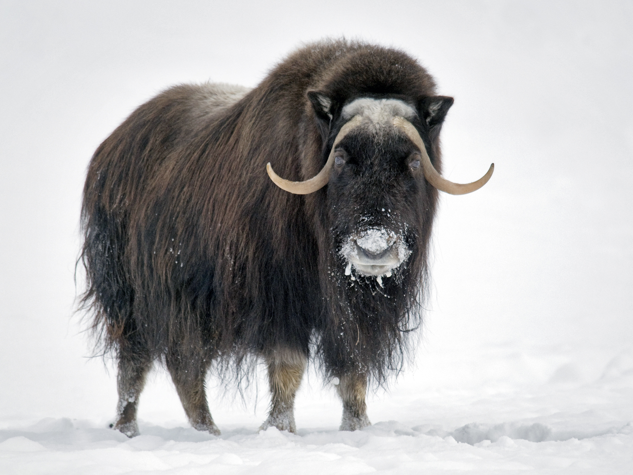 Muskox | Cartoon Network Animals Wiki | Fandom Muskox | Cartoon Network Animals Wiki | Fandom