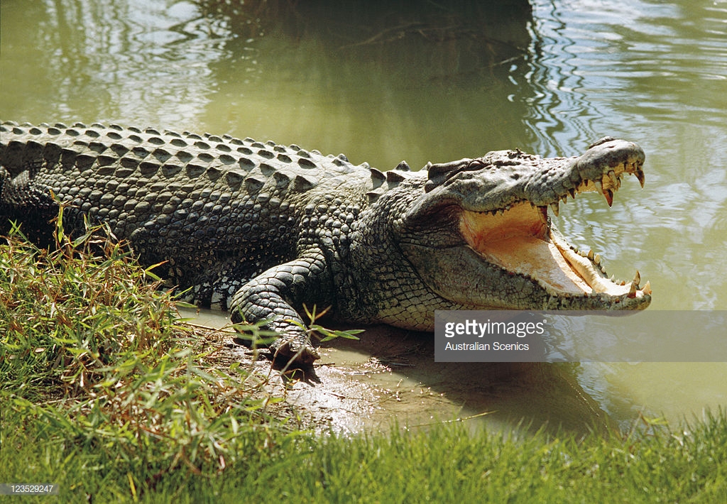 Pin on PREISTORIA Crocodile animal, Alligator, Crocodile pictures