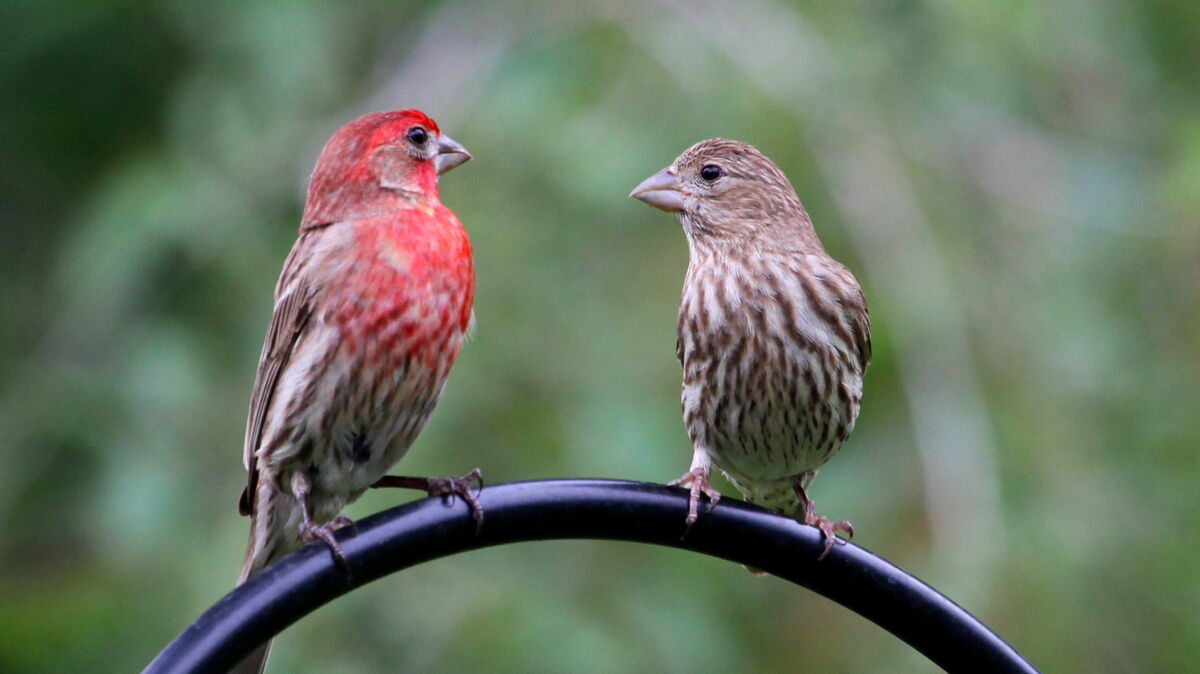 House Finch Cartoon Network Animals Wiki Fandom
