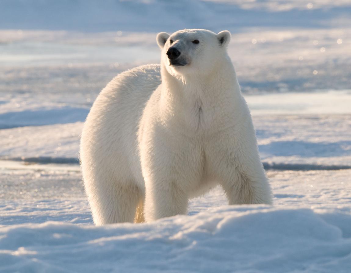 Polar Bear | Cartoon Network Animals Wiki | Fandom